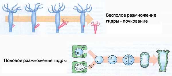 Кракен сайт нарк
